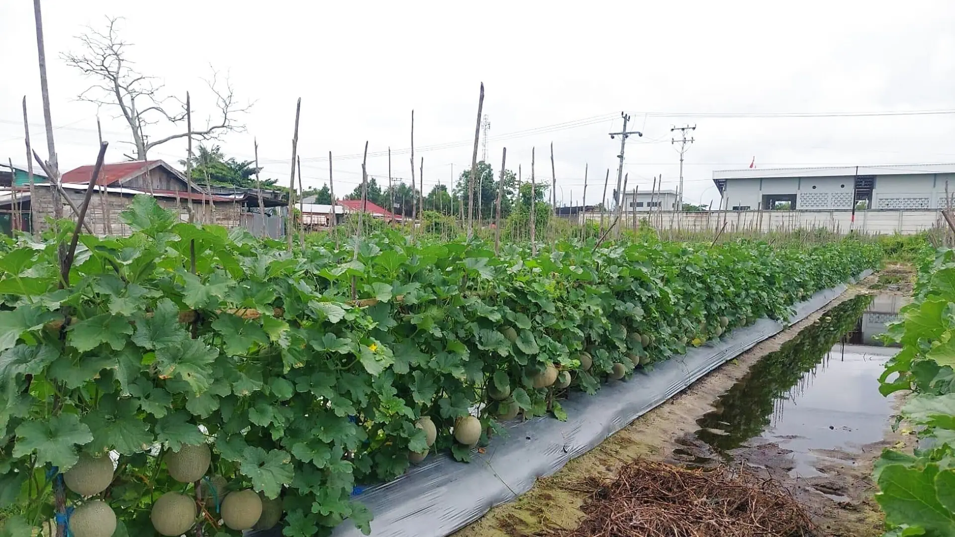 Lahan tanam HARAKA SEED — Benih Unggul Bersertifikat