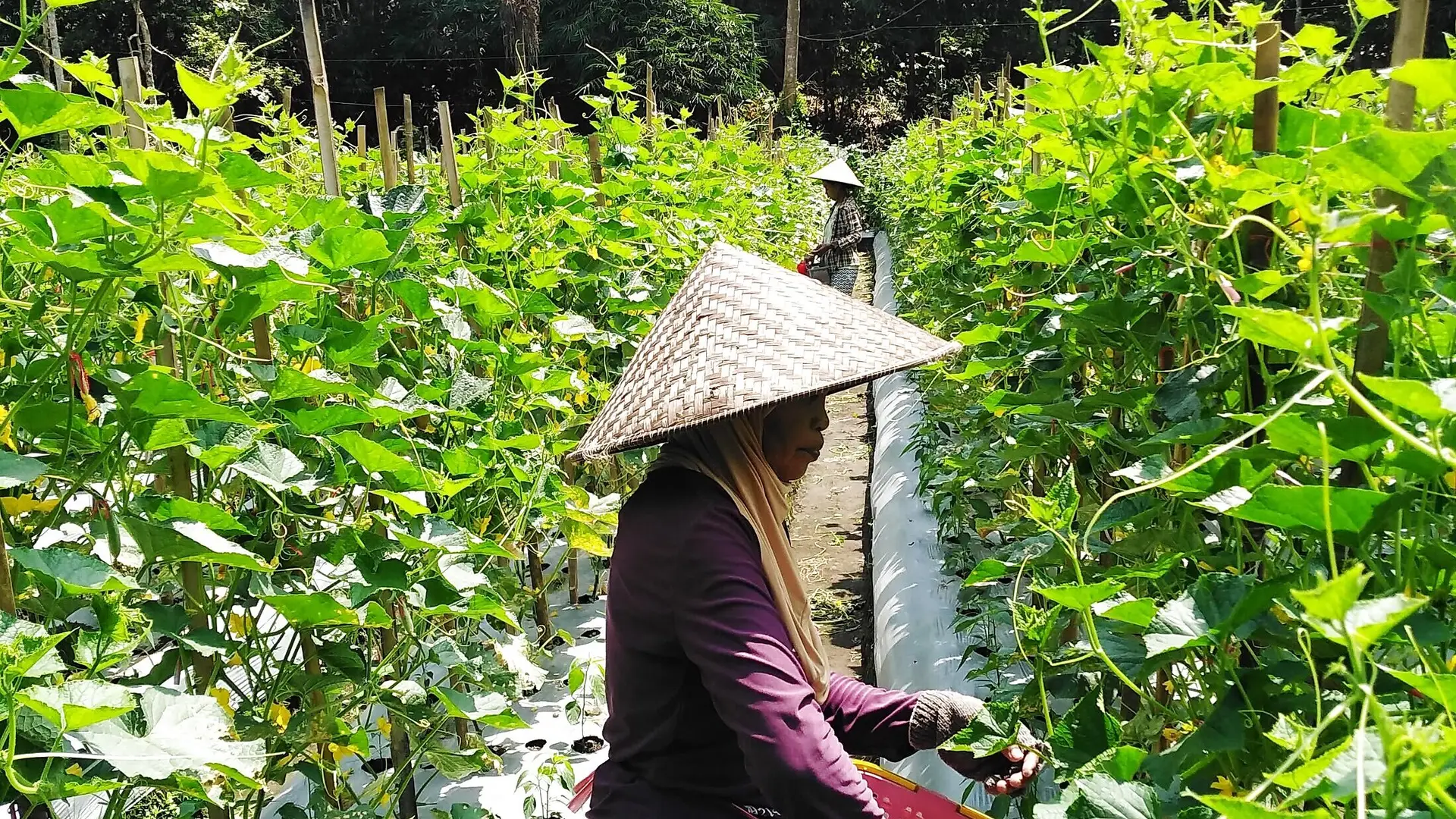 Lahan tanam HARAKA SEED — Tumbuh Bersama Petani Indonesia
